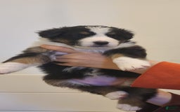 Australian Shepherd dogs for sale: Riley Fully Vaccinated - Image 7