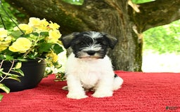 Miniature Schnauzer dogs for sale: Pal - Image 4