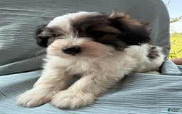 Teddy Bear dogs for sale: Evie - Image 10