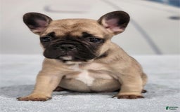 French Bulldog dogs for sale: Mini - Image 2