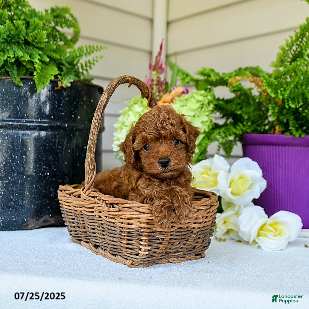 Toy Poodle dogs for sale: Happy - Image 4