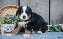 Bernese Mountain Dog dogs for sale: Blocks - Image 1