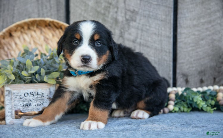 Bernese Mountain Dog dogs for sale - Ad 5