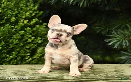 French Bulldog dogs for sale: River - Image 5