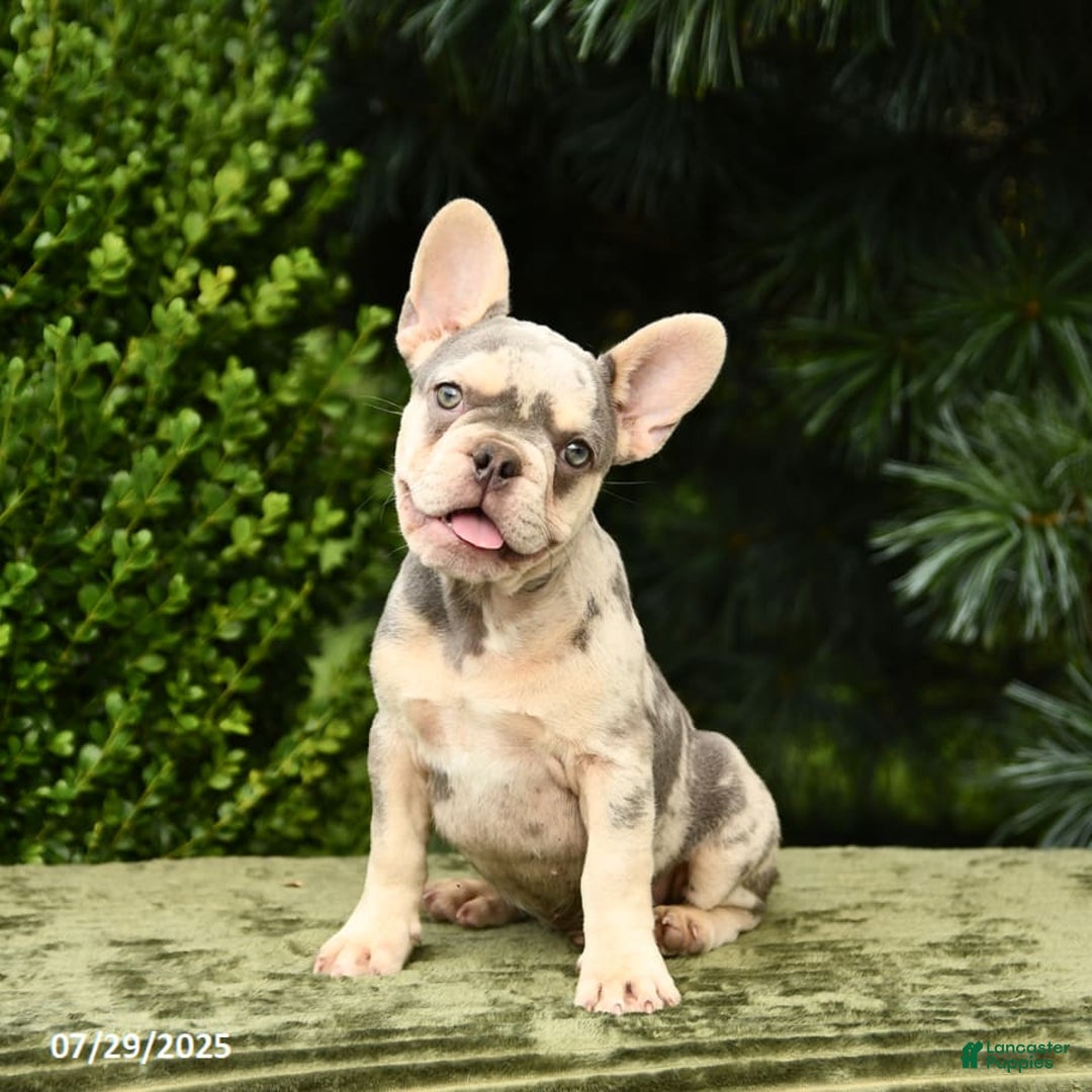 French Bulldog dogs for sale: River - Image 5