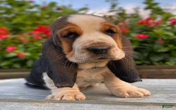 Basset Hound dogs for sale: Isabelle - Image 10