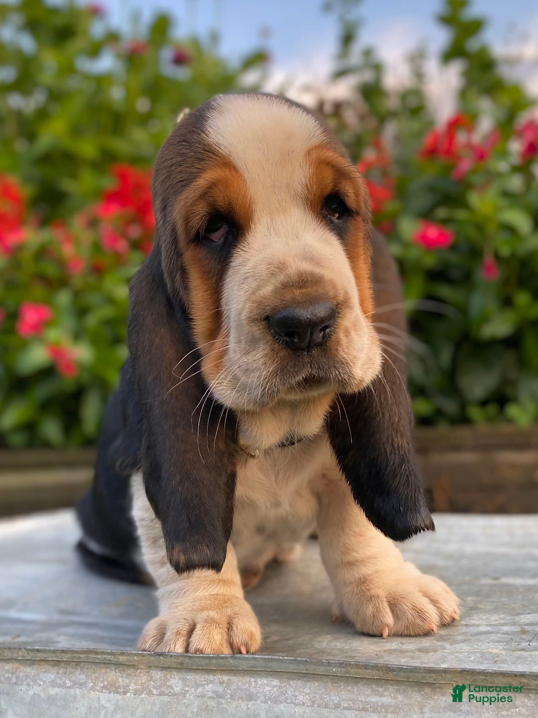 Basset Hound dogs for sale: Isabelle - Image 10