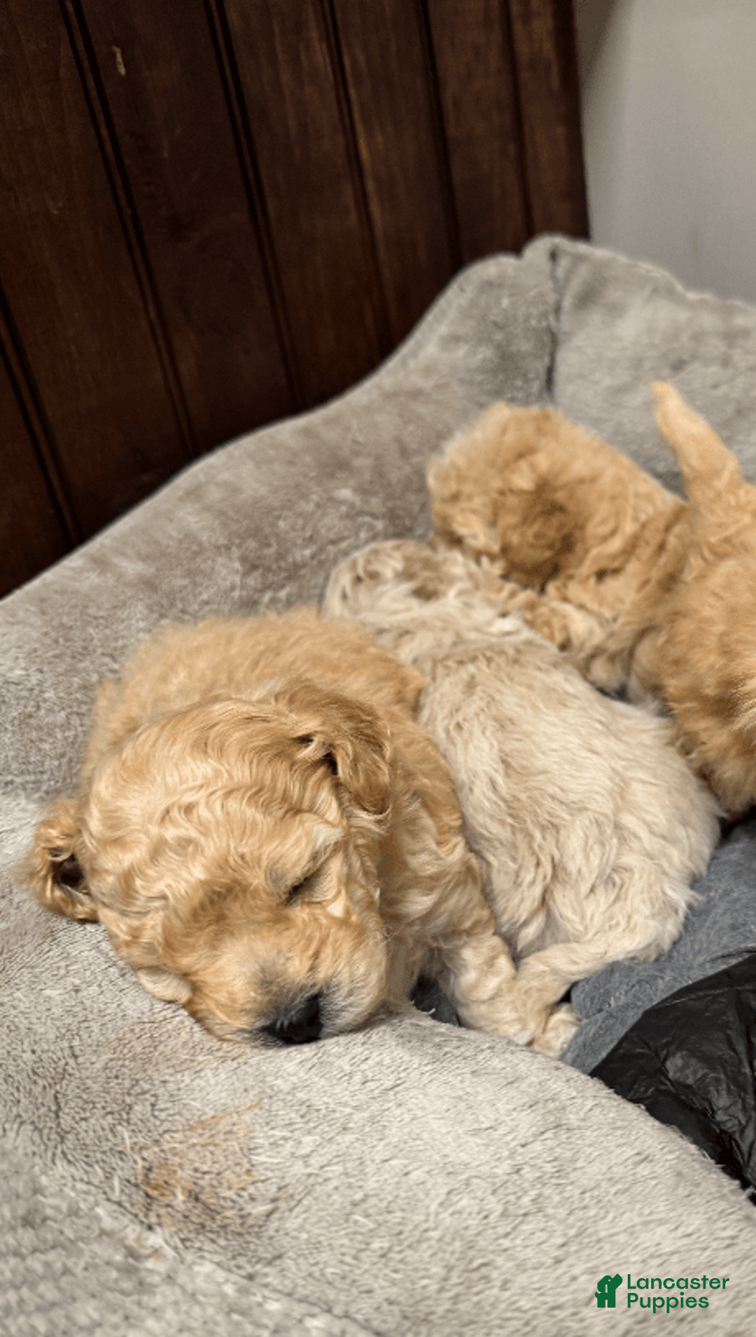 Yorkiepoo dogs for sale: Nugget - Image 4