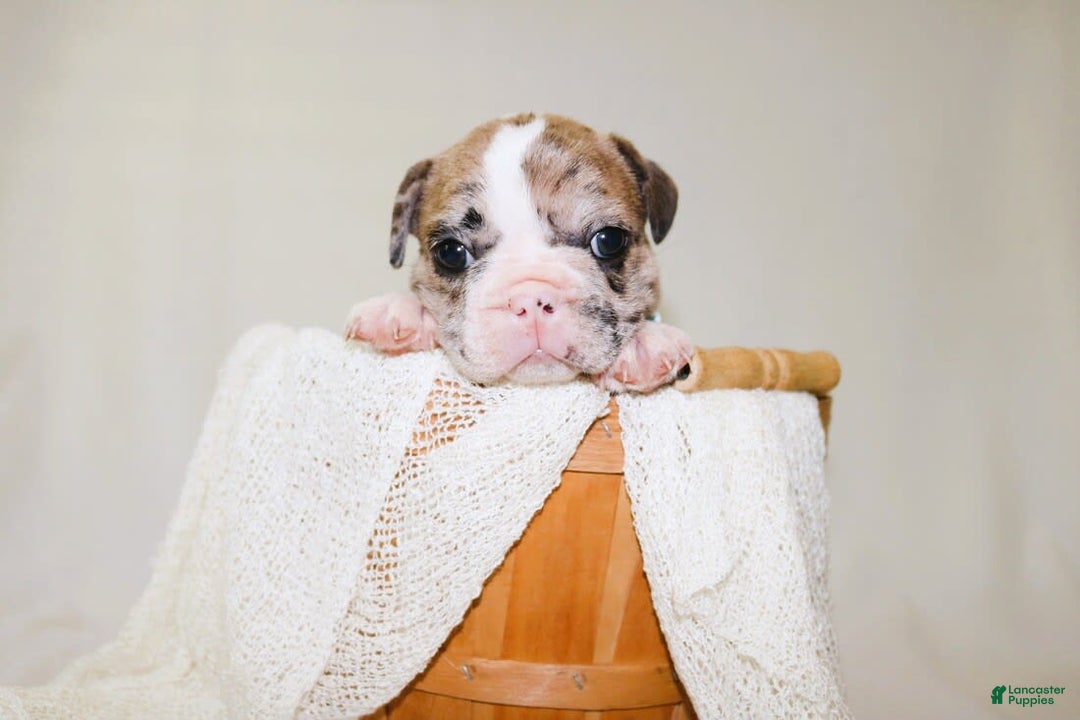 French Bulldog dogs for sale: Zeus Akc - Image 3