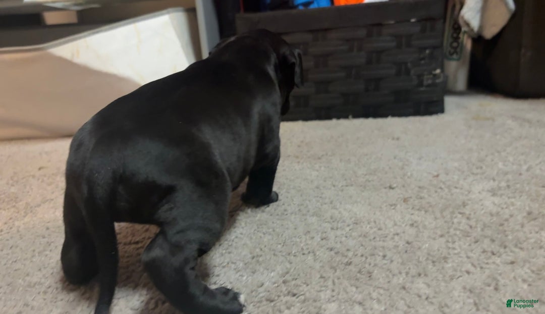American Bully dogs for sale: Black Beauty - Image 6