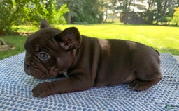 French Bulldog dogs for sale: Belle - Image 7