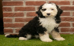 Mini Bernedoodle dogs for sale: Brooklyn - Image 12