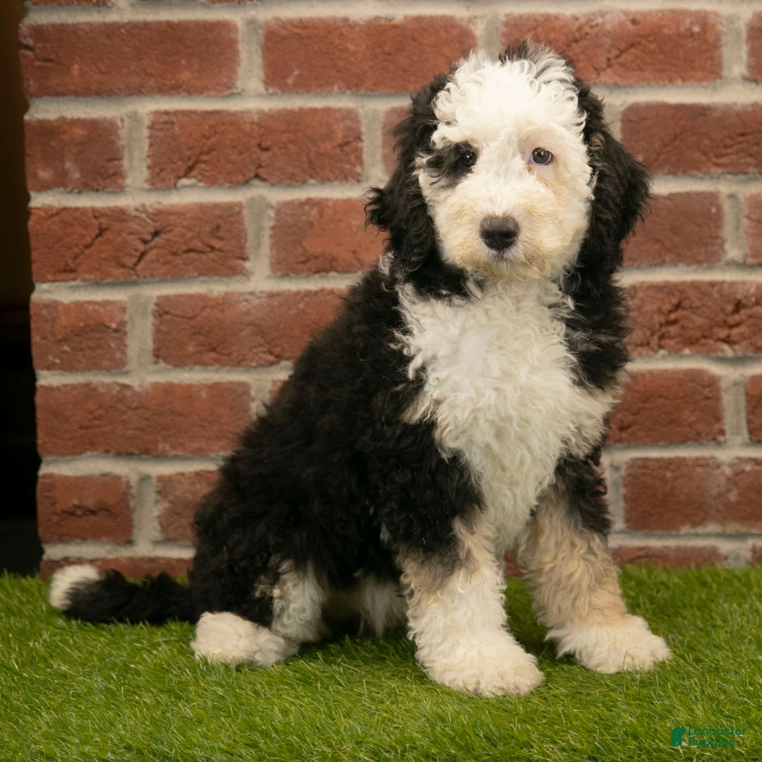 Mini Bernedoodle dogs for sale: Brooklyn - Image 12