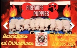 Dalmatian dogs for sale: Peppers Orange Girl - Image 4