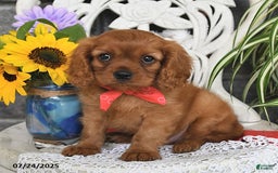 Cavalier King Charles Spaniel dogs for sale: Zander Blake - Image 2