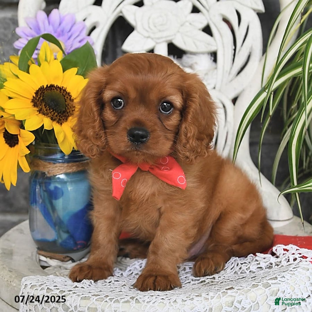 Cavalier King Charles Spaniel dogs for sale: Zander Blake - Image 2