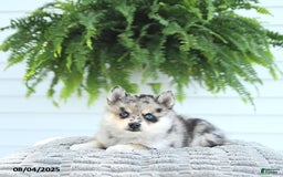 Pomsky dogs for sale: Bailey - Image 2