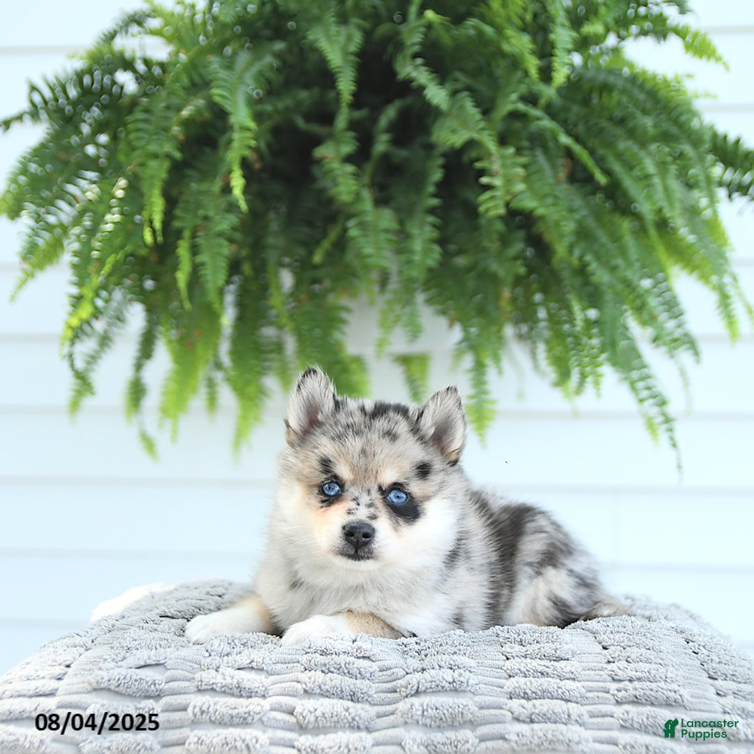 Pomsky dogs for sale: Bailey - Image 2