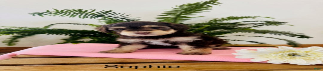 Sophie