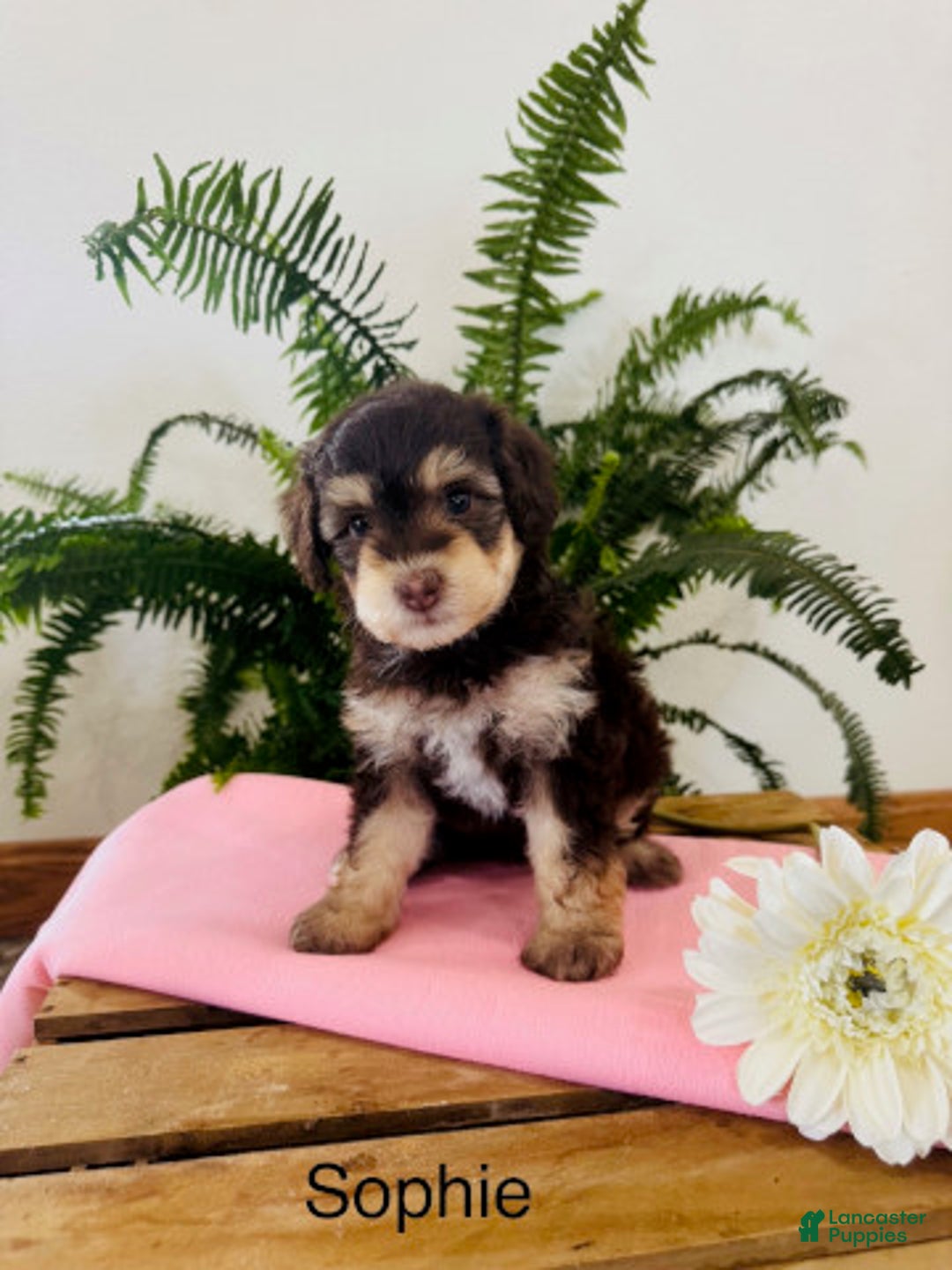 Mini Aussiedoodle dogs for sale: Sophie - Image 1