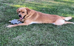 Labrador Retriever dogs for sale: Gracie - Image 7