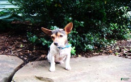 Jack Russell Terrier dogs for sale: Snickers - Image 9