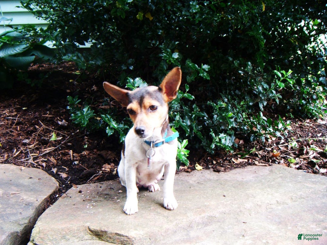 Jack Russell Terrier dogs for sale: Snickers - Image 9