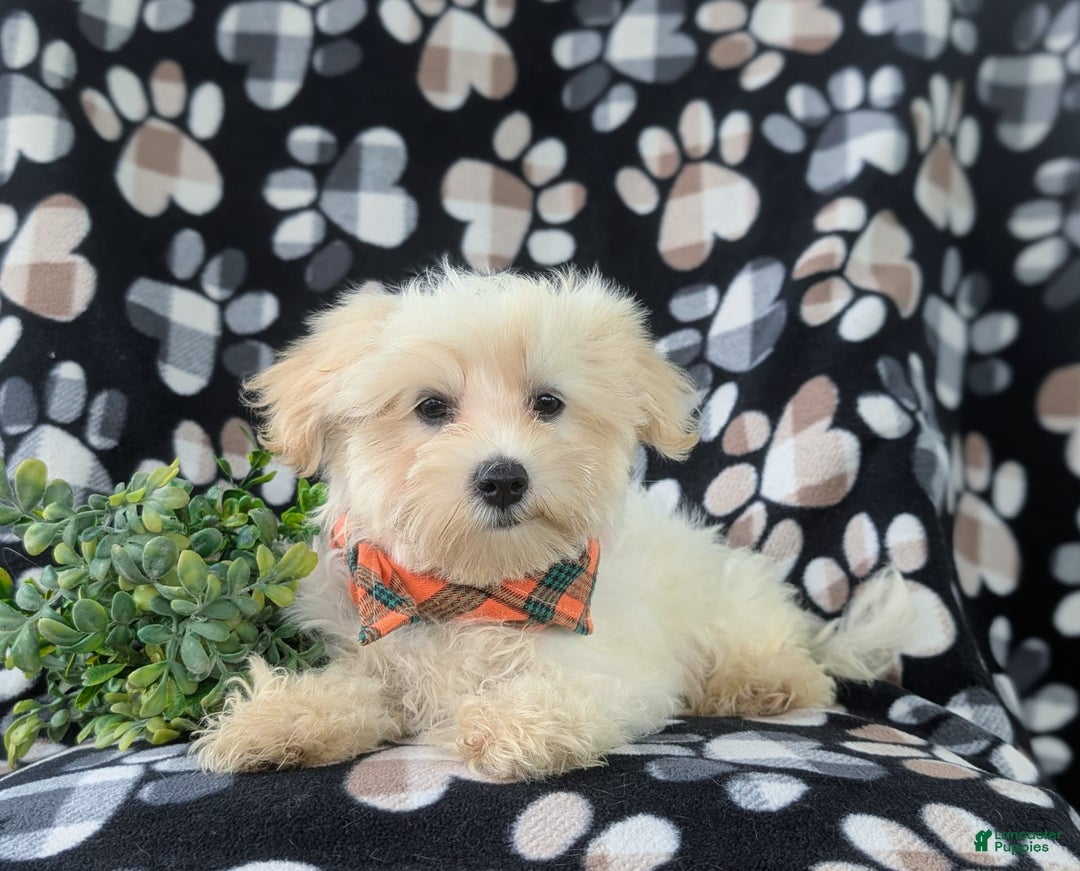 Maltese dogs for sale: Graysen - Image 2