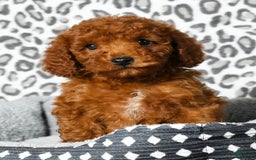Cavapoo dogs for sale: Franklin - Image 7