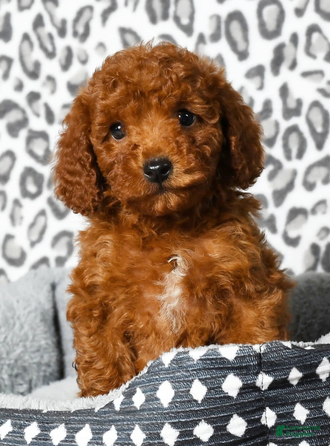 Cavapoo dogs for sale: Franklin - Image 7