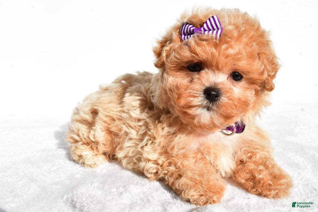 Maltipoo dogs for sale: Maltipoo 2 puppies - Image 4
