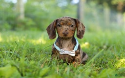 Miniature Dachshund dogs for sale: Miniature Dachshund 2 puppies - Image 2