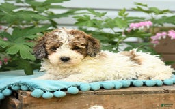 Miniature Poodle dogs for sale: Lucky - Image 6