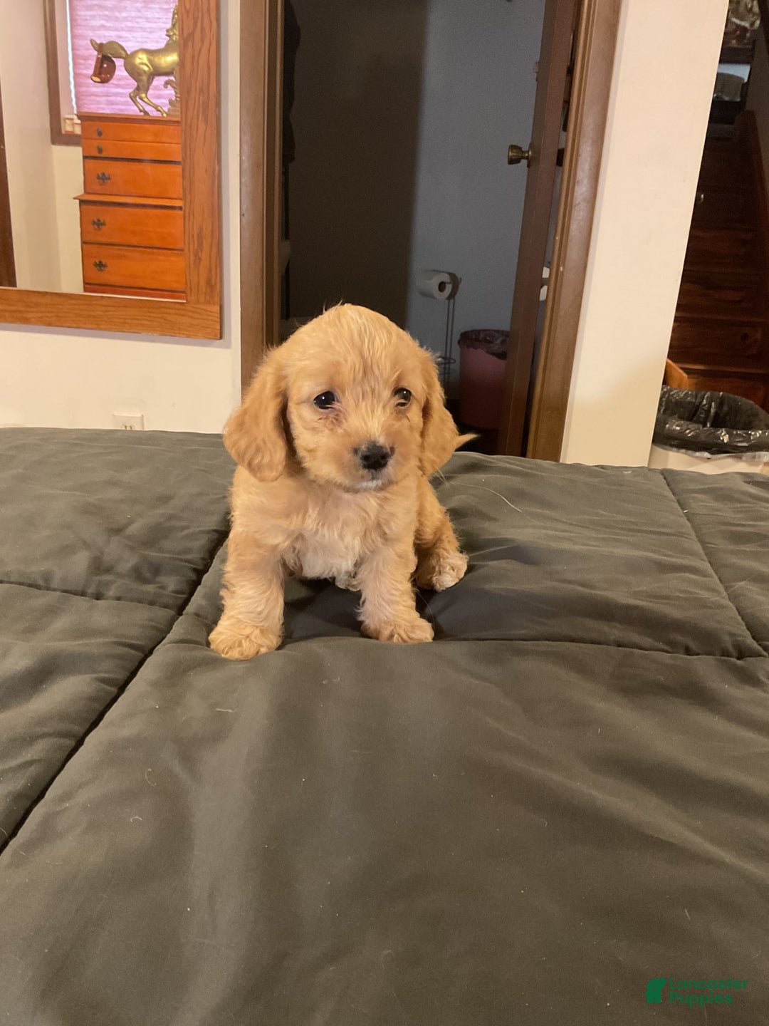 Cockapoo dogs for sale: Clyde - Image 6