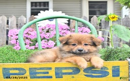 Pomeranian dogs for sale: Fred - Image 6