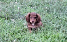 Miniature Dachshund dogs for sale: Dexter - Image 9