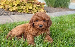 Cavapoo dogs for sale: Charlie - Image 5