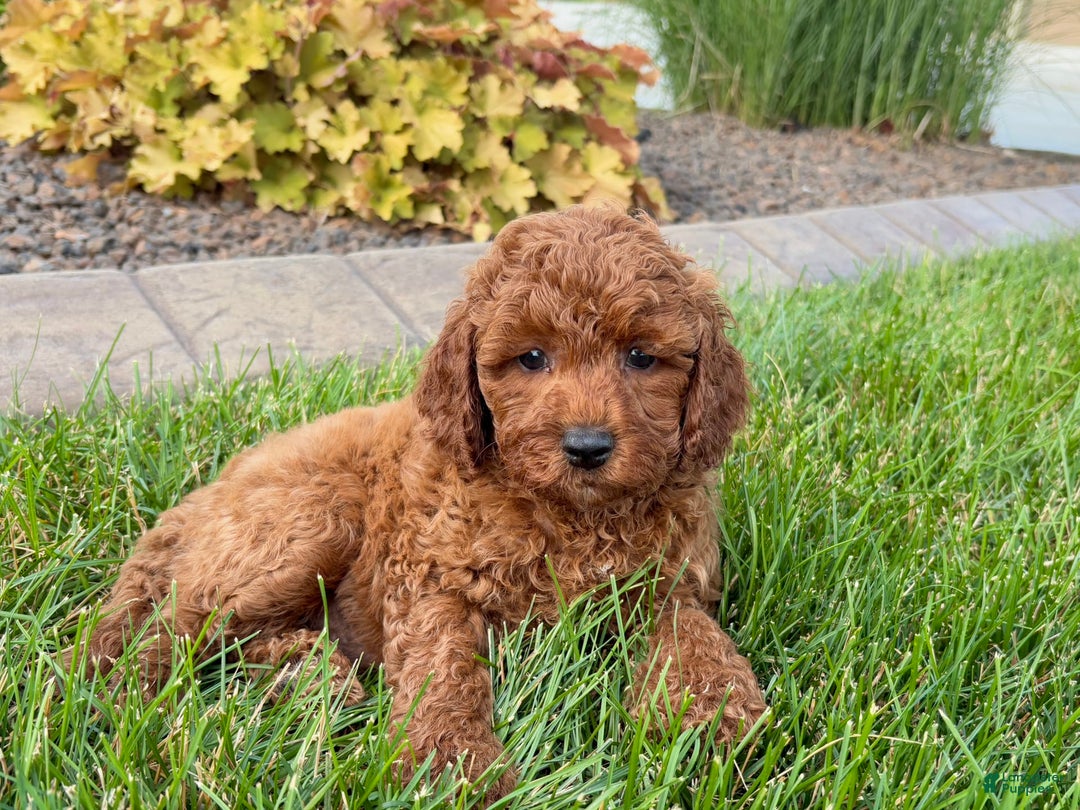 Cavapoo dogs for sale: Charlie - Image 5