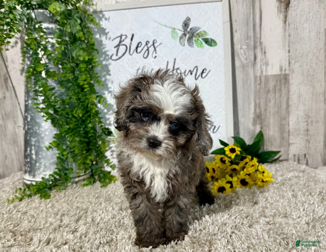 Cavapoo dogs for sale: Fable - Image 6