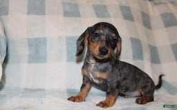 Miniature Dachshund dogs for sale: Teddy Mini - Image 9