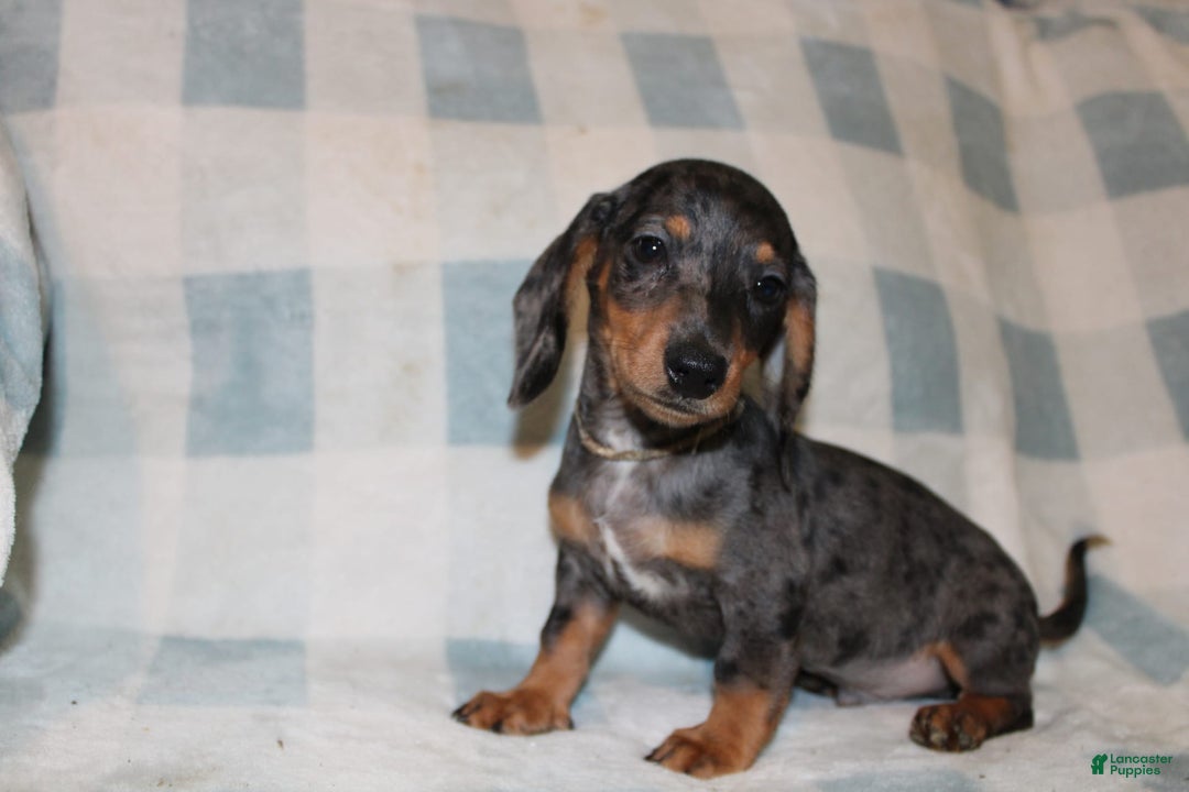 Miniature Dachshund dogs for sale: Teddy Mini - Image 9