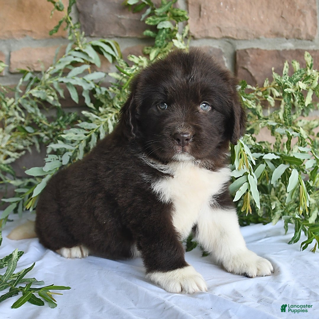 Newfoundland dogs for sale: Victoria - Image 1