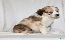 Australian Shepherd dogs for sale: Sandy - Image 4