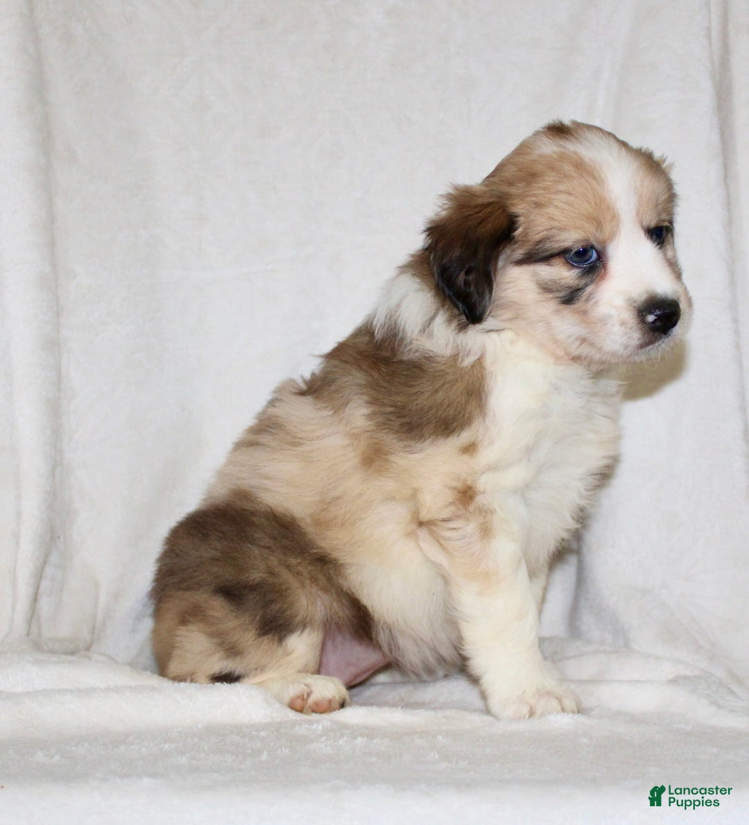 Australian Shepherd dogs for sale: Sandy - Image 4