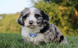 Mini Aussiedoodle dogs for sale: Wyatt - Image 4