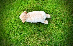 Havapoo dogs for sale: Vanilla - Image 1