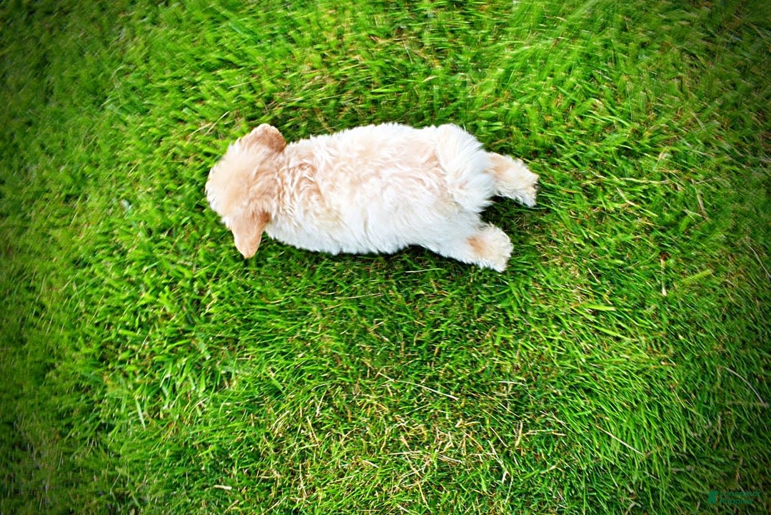 Havapoo dogs for sale: Vanilla - Image 1