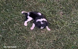 Cavalier King Charles Spaniel dogs for sale: Cavalier King Charles Spaniel 5 puppies - Image 14