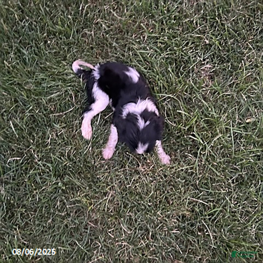 Cavalier King Charles Spaniel dogs for sale: Cavalier King Charles Spaniel 5 puppies - Image 14
