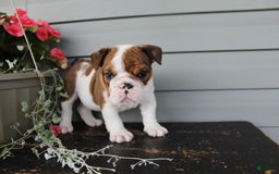English Bulldog dogs for sale: Raisin - Image 12